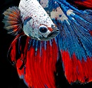 [Avatar]