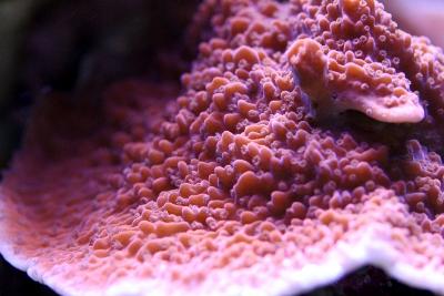 [Thumb - montipora_red_red.JPG]
