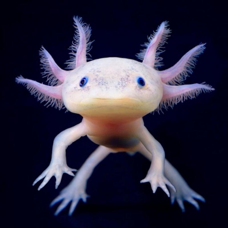 [Thumb - axolotl1-960x960[1].jpg]