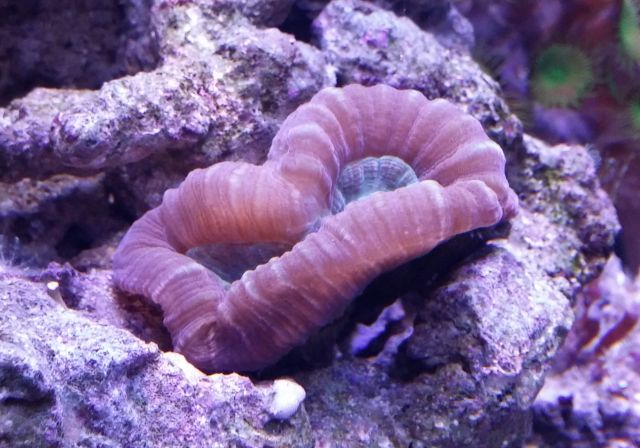 [Thumb - candy coral.1jpg.jpg]