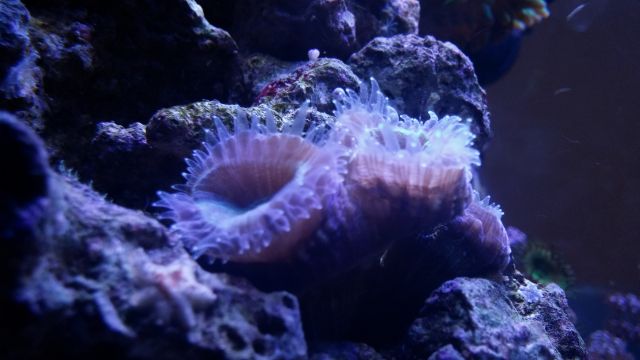 [Thumb - candy coral.jpg]