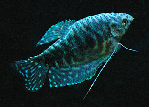 [Thumb - blue-gourami-trichogaster-trichopterus.jpg]