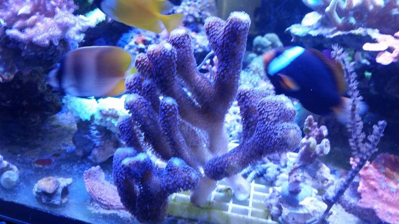 [Thumb - coral170.jpg]
