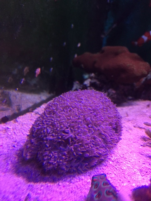 [Thumb - buble coral.jpg]