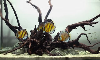 [Thumb - discus-amazon-biotope-driftwood-rocks-on-sand-plantless-aquarium.jpg]