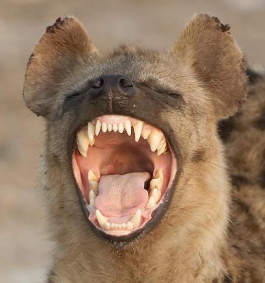 [Thumb - laughing-hyena-photo.jpg]