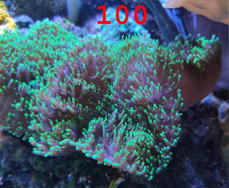 [Thumb - coral11.jpg]