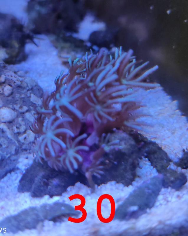 [Thumb - coral18.jpg]