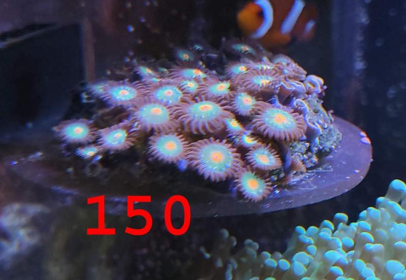 [Thumb - coral10.jpg]