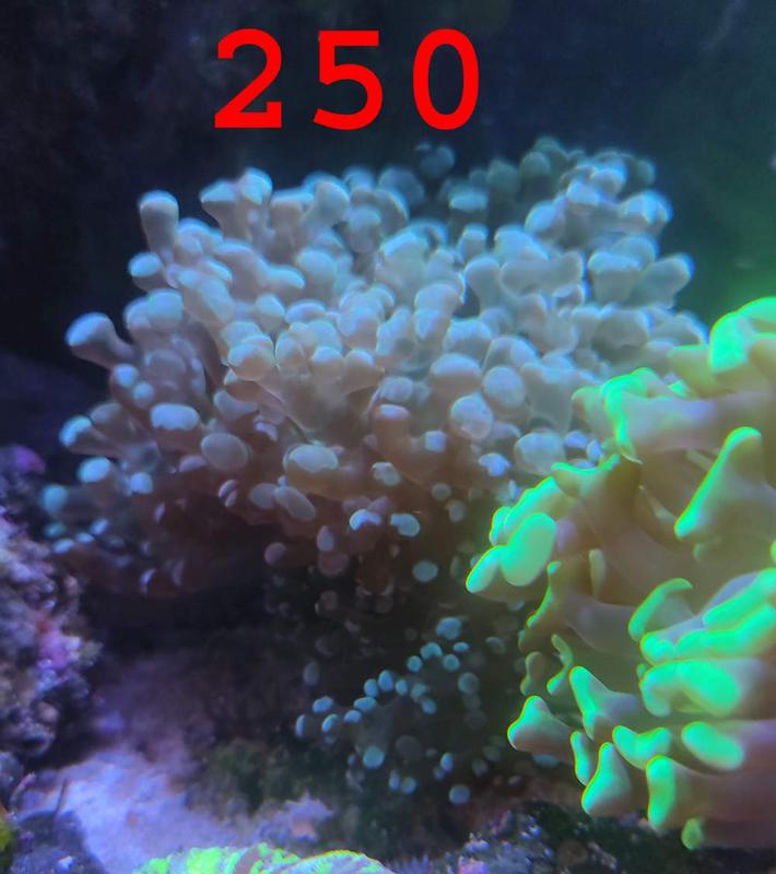 [Thumb - coral13.jpg]