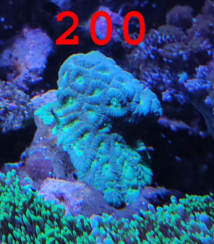 [Thumb - coral12.jpg]