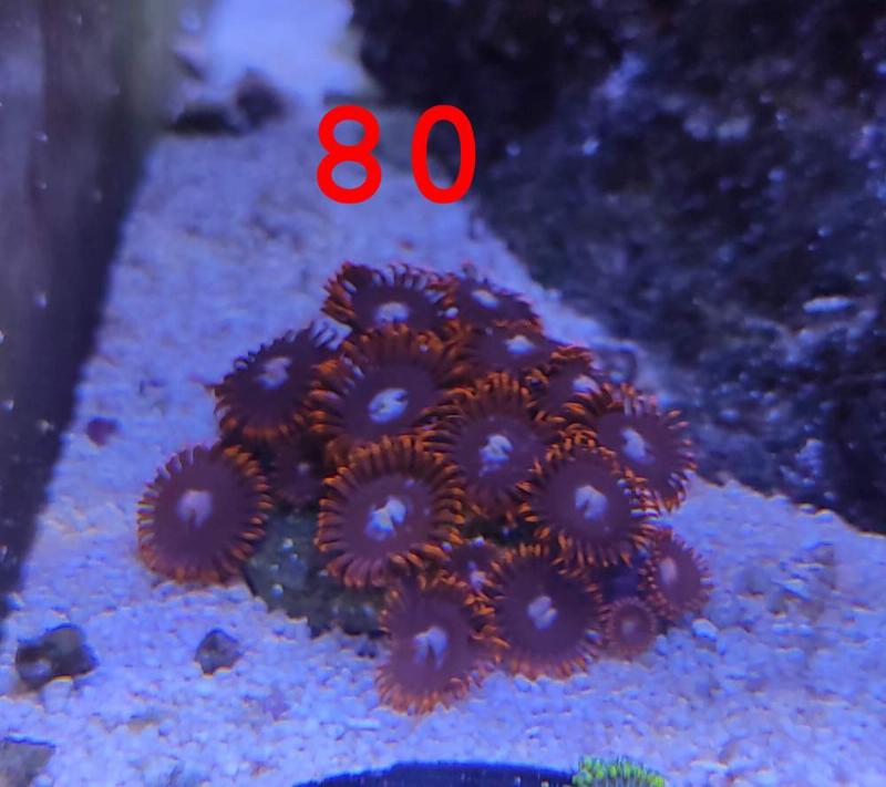 [Thumb - coral8.jpg]